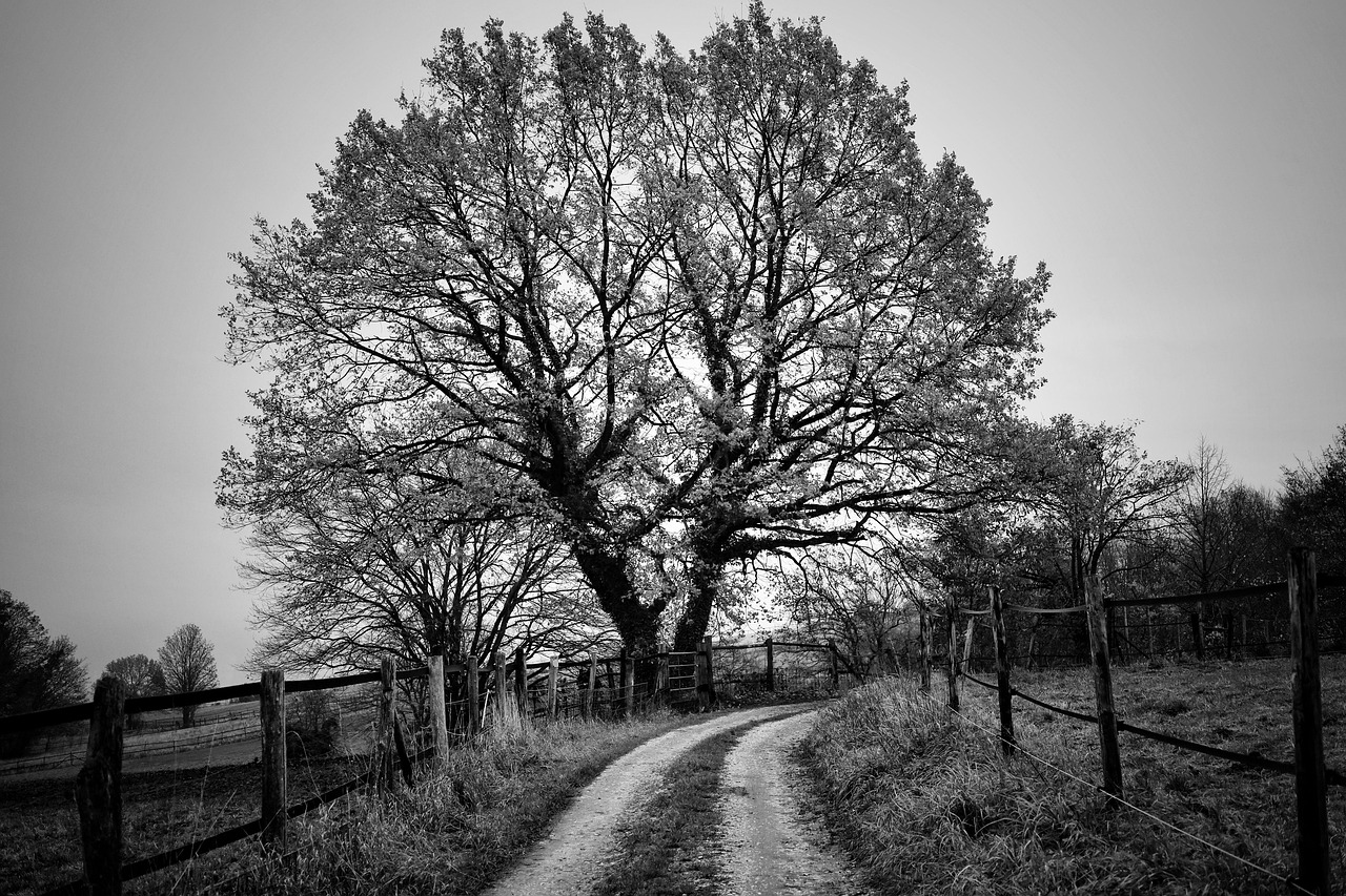 tree, deciduous tree, landscape, fall, nature, grasslands, graze, black and white, black and white, black and white, black and white, black and white, black and white