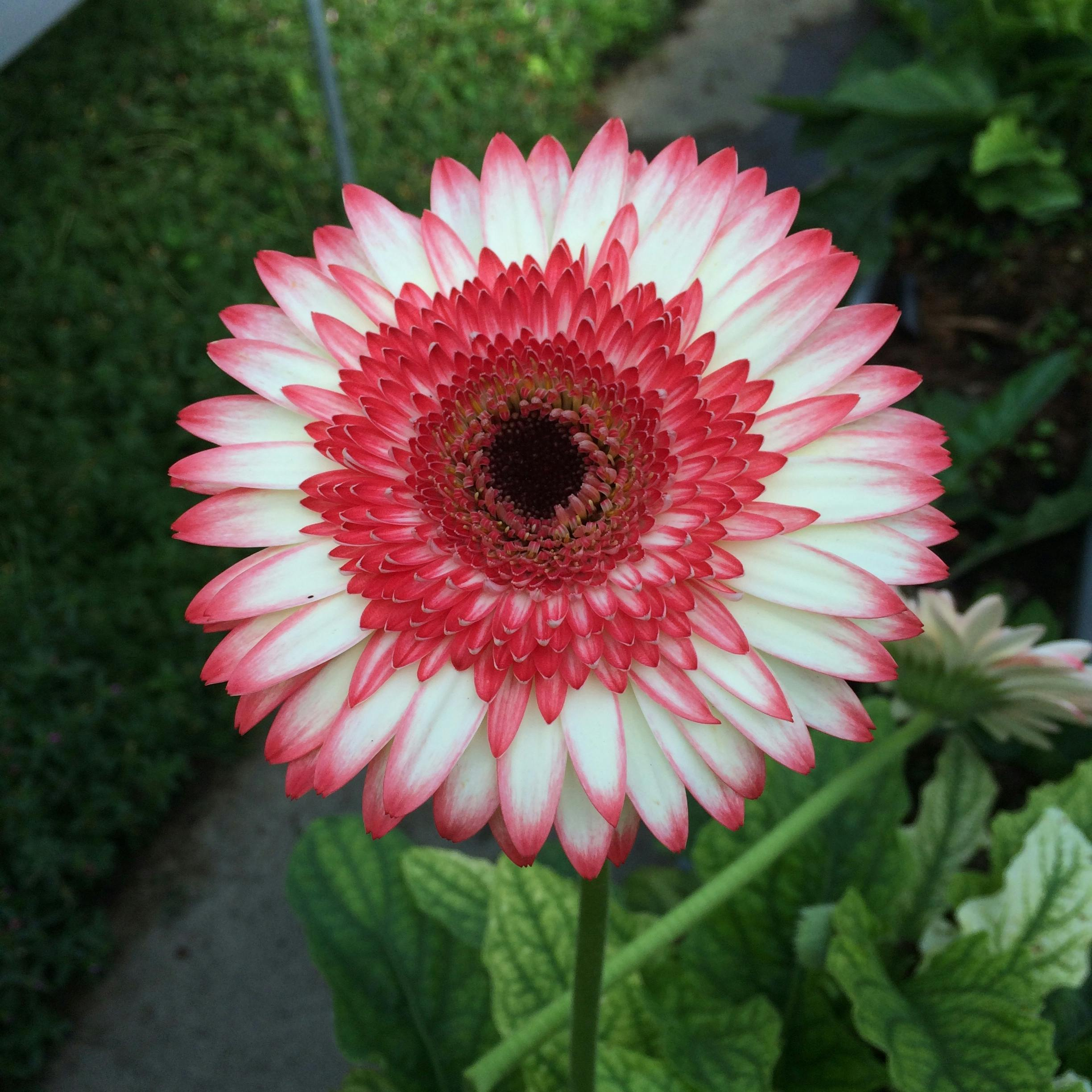 Close-up of a blooming Gerbera daisy with pink and white petals in a garden setting.