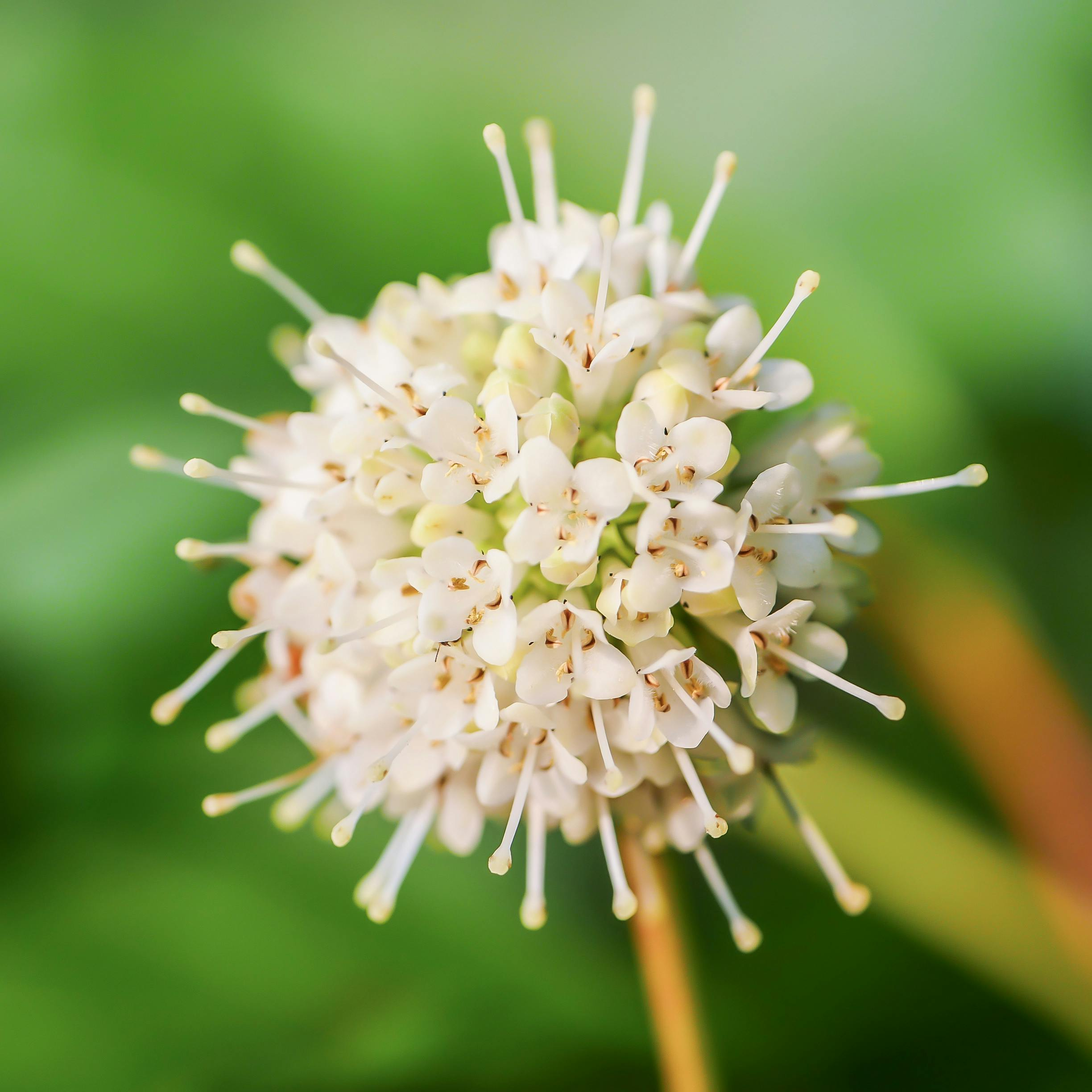 Detailed close-up of a Buttonbush (Cephalanthus occidentalis) flower bloom with blurred green background.
